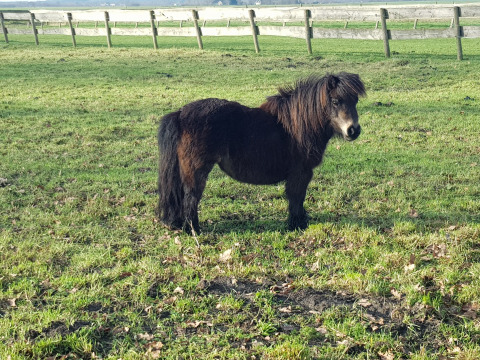 Un poni Shetland negro está de pie en un prado verde en Feather Down De Kalverweide, Overijssel, Países Bajos.