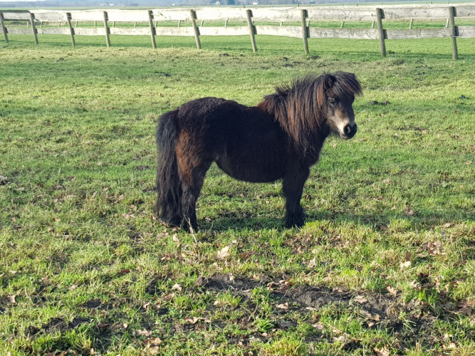 Un poney Shetland noir se tient dans un pré verdoyant à Feather Down De Kalverweide, Overijssel, Pays-Bas.