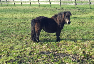 Un pony Shetland nero si trova su un prato verde al Feather Down De Kalverweide, Overijssel, Paesi Bassi.