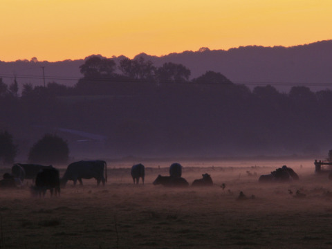 Ganado pastando en campos brumosos al atardecer en Feather Down Glastonbury Hill Farm, suroeste de Inglaterra, Reino Unido.