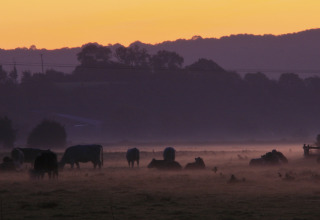 Kvæg græsser fredeligt på en tåget mark ved solnedgang på Feather Down Glastonbury Hill Farm i Sydvest England.