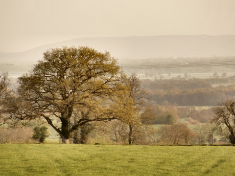 Vista de paisaje con un gran árbol y campos en Feather Down Glastonbury Hill Farm, en el suroeste de Inglaterra.
