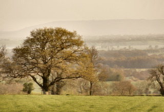 Landskab med et stort træ og grønne marker ved Feather Down Glastonbury Hill Farm i det sydvestlige England.
