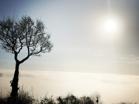 Un árbol solitario en Feather Down Glastonbury Hill Farm, rodeado de niebla y sol brillante sobre el paisaje inglés.