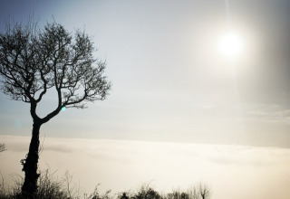 Ein einsamer Baum bei Feather Down Glastonbury Hill Farm im Nebel, mit der Sonne am Himmel im Südwesten Englands.