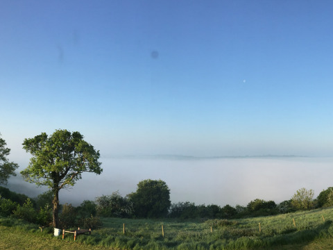 Vista de campo verde y árbol solitario con niebla matutina en Feather Down Glastonbury Hill Farm, suroeste de Inglaterra.