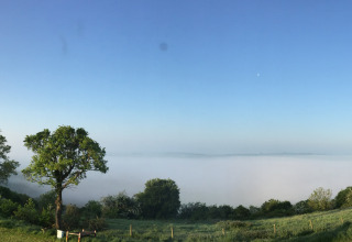Udsigt over en grøn eng og ensomt træ med tåge over landskabet ved Feather Down Glastonbury Hill Farm i England.
