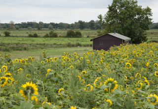 Zicht op een zonnebloemenveld en een schuur bij Feather Down College Farm, Oost-Engeland, Verenigd Koninkrijk.