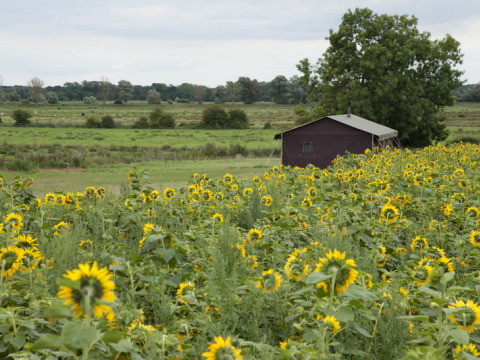 Vista su un campo di girasoli e un fienile presso Feather Down College Farm, East of England, Regno Unito.