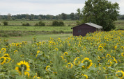 Uitzicht op een zonnebloemenveld en een schuur bij Feather Down College Farm, Oost-Engeland, Verenigd Koninkrijk.