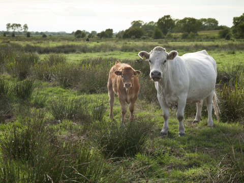 Deux vaches debout dans un champ verdoyant à Feather Down College Farm, parc de vacances à l'est de l'Angleterre.