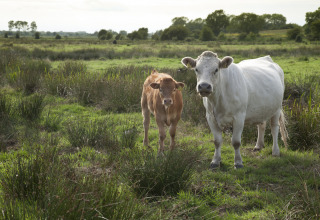 Dos vacas de pie en un campo verde en Feather Down College Farm, parque vacacional en el este de Inglaterra, Reino Unido.