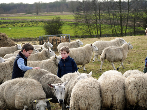 Zwei Kinder spielen zwischen Schafen auf der Feather Down College Farm, einem Ferienpark in Ostengland.