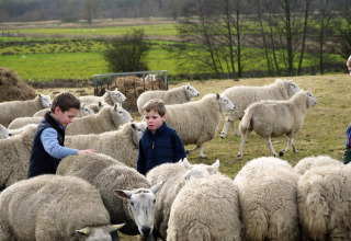 Twee kinderen tussen schapen op Feather Down College Farm, een vakantiepark in het oosten van Engeland.