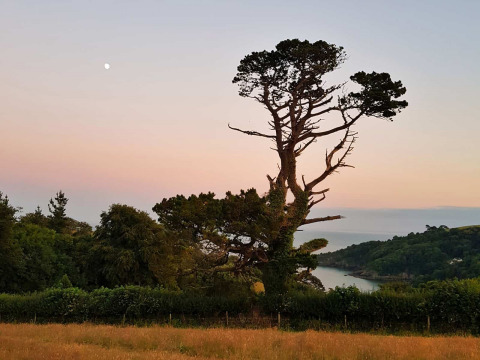 Scenic view at Feather Down Fountain Violet Farm, South West England, featuring a large lone tree at sunset.