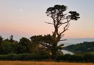 Vista en Feather Down Fountain Violet Farm, suroeste de Inglaterra, con gran árbol y paisaje al atardecer.