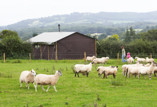 Schapen grazen op een groene wei bij een vakantiepark in West Midlands, Verenigd Koninkrijk, met mensen achteraan.