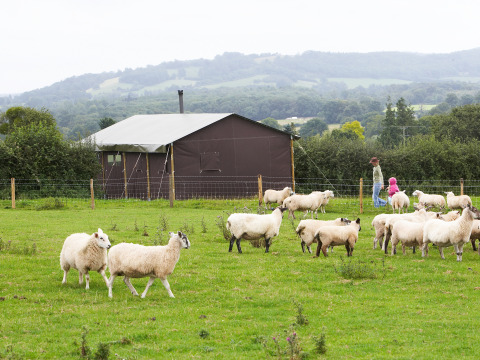 Des moutons paissent dans un champ vert près d’un parc de vacances à West Midlands, Royaume-Uni, des gens au fond.