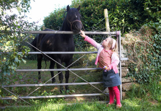 Niña pequeña acaricia un caballo negro a través de una puerta en Feather Down Hollings Hill, West Midlands.