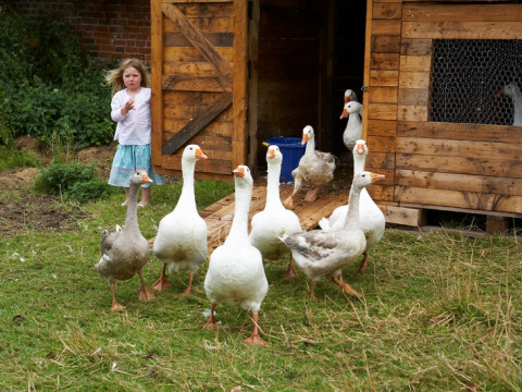 Ein Mädchen steht neben mehreren Gänsen vor einem Holzhaus im Feather Down Hollings Hill, West Midlands, UK.