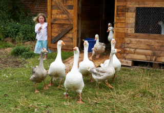 A girl stands beside several geese near a wooden hut at Feather Down Hollings Hill, West Midlands, UK.