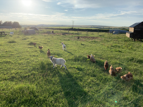 Foto en Feather Down Warren Farm con ovejas y gallinas pastando sobre césped verde bajo el sol brillante.