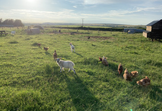 Beeld van Feather Down Warren Farm waar schapen en kippen samen op het groene gras in de zon staan.