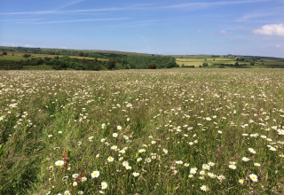 Bloeiende weide met madeliefjes op Feather Down Warren Farm in Zuidwest-Engeland, onder een blauwe hemel.
