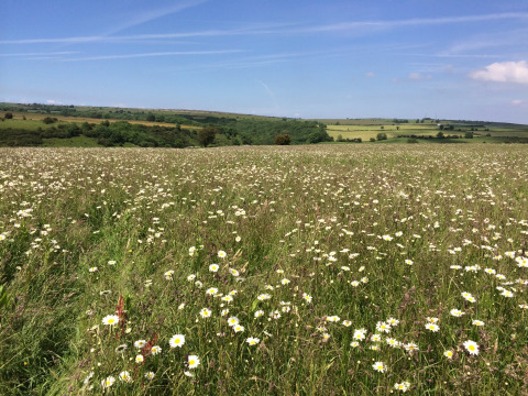 Bloeiende weide met madeliefjes op Feather Down Warren Farm in Zuidwest-Engeland, onder een blauwe hemel.