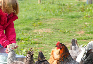 Een kind in een rode jas voert kippen op Feather Down Warren Farm, een vakantieplek in Zuidwest-Engeland.