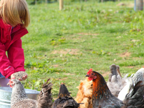 Un niño con chaqueta roja alimenta gallinas en Feather Down Warren Farm, parque vacacional en el suroeste de Inglaterra.