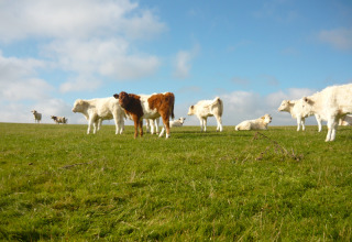 Kalve græsser på en grøn mark under en blå himmel ved Feather Down Warren Farm i det sydvestlige England.