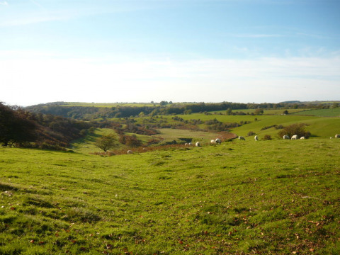 Vista panorámica de colinas verdes y ovejas en Feather Down Warren Farm en el suroeste de Inglaterra, Reino Unido.