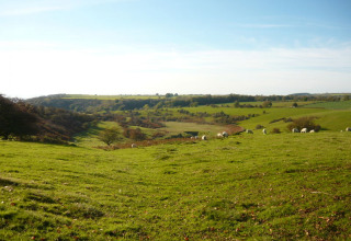 Zicht op de groene heuvels en grazende schapen bij Feather Down Warren Farm in Zuidwest-Engeland, UK.