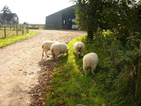 Ovejas pastando junto a un camino en Feather Down Warren Farm, un parque vacacional en el suroeste de Inglaterra, Reino Unido.