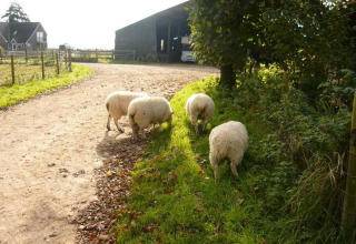 Ovejas pastando junto a un camino en Feather Down Warren Farm, un parque vacacional en el suroeste de Inglaterra, Reino Unido.