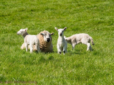 Får og lam græsser fredeligt på en grøn mark ved Feather Down Warren Farm i det sydvestlige England.