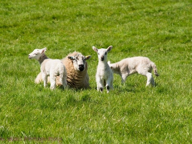 Schapen en lammeren grazen op het groene gras bij Feather Down Warren Farm in Zuidwest-Engeland.