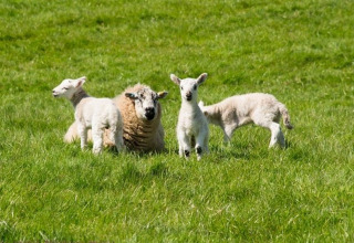 Ovejas y corderos pastan tranquilamente en el césped verde de Feather Down Warren Farm, suroeste de Inglaterra.