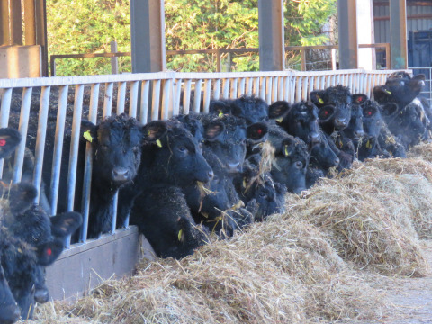 Bovini neri mangiano fieno dietro le grate a Feather Down Warren Farm, parco vacanze nel sud-ovest dell’Inghilterra.