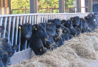 Schwarze Rinder fressen Heu hinter Gittern auf der Feather Down Warren Farm in Südwestengland.