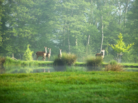 Hirsche grasen friedlich am Teich, umgeben von grünen Bäumen im Feather Down Upper Shadymoor Farm, Wales.