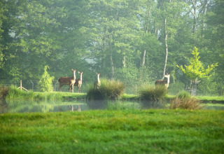 Hirsche grasen friedlich am Teich, umgeben von grünen Bäumen im Feather Down Upper Shadymoor Farm, Wales.