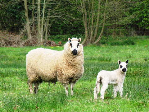 Twee schapen, een volwassen exemplaar en een lam, staan in het gras op Feather Down Upper Shadymoor Farm, Wales.