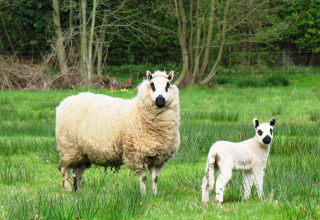 Twee schapen, een volwassen exemplaar en een lam, staan in het gras op Feather Down Upper Shadymoor Farm, Wales.
