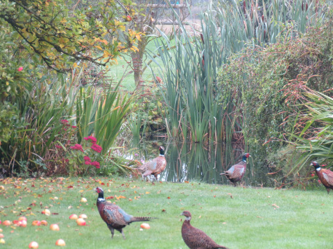 Fazanten wandelen in het gras met appels bij een vijver op Feather Down Upper Shadymoor Farm in Wales.