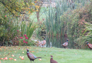 Pheasants walk on grass with scattered apples by a pond at Feather Down Upper Shadymoor Farm in Wales.