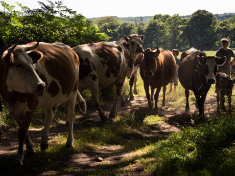Vacas caminan por un sendero soleado junto a personas en Feather Down La Ferme de Penquelen Huella, Bretaña.
