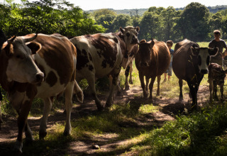 Kvæg går langs en solrig sti, ledsaget af mennesker, på Feather Down La Ferme de Penquelen Huella i Bretagne.