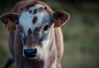 Close-up van een jong kalf met bruin-witte vlekken en oormerken op een boerderij in Bretagne, Frankrijk.